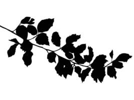 planta siluetas como vector imágenes