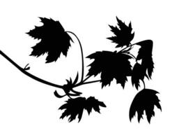 Plant silhouettes as vector images