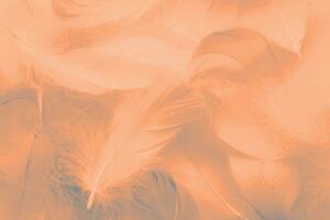 fluffy bird feathers colored to the 2021 year colors, ultimate gray and illuminating photo