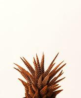 Color of the year 2024, Peach Fuzz. Close up of succulent. Minimal neutral floral composition photo