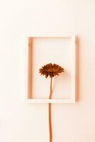 Color of the year 2024, Peach Fuzz. gerbera flower in a white frame photo