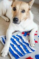 adorable dog playing with sniffing mat photo