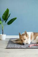 adorable dog sleeping on the rug next to the favorite toy photo