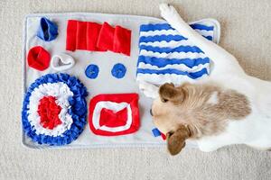 adorable dog playing with sniffing mat photo