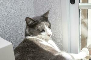 el más hermosa gato en el mundo, gris y blanco. acostado por un ventana en luz. foto