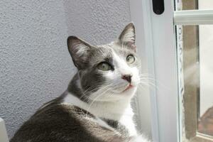 The most beautiful cat in the world, gray and white. Lying by a window in daylight. photo