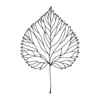 aesthetic decorative line art illustration of leaf, floral vector