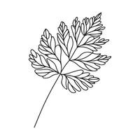 aesthetic decorative line art illustration of leaf, floral vector