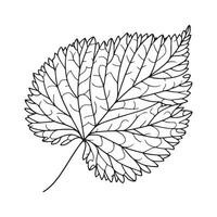 aesthetic decorative line art illustration of leaf, floral vector