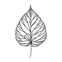 aesthetic decorative line art illustration of leaf, floral vector