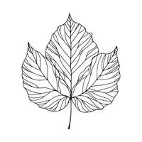 aesthetic decorative line art illustration of leaf, floral vector