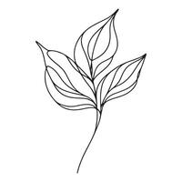 aesthetic decorative line art illustration of leaf, floral vector