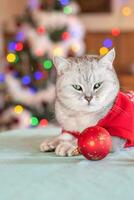 Dressed as Santa Claus, a cat with a festive mood sits next Christmas tree photo