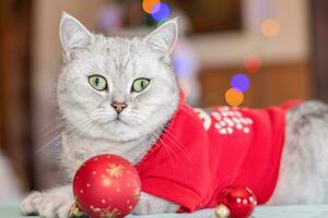 Dressed as Santa Claus, a cat with a festive mood sits next Christmas tree photo