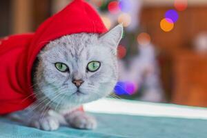 gato en rojo Papa Noel ropa en el antecedentes de iluminado guirnaldas en el Navidad árbol foto