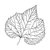 aesthetic decorative line art illustration of leaf, floral vector