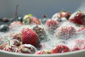 various threads of mold in a plate with berries, violation of food storage photo