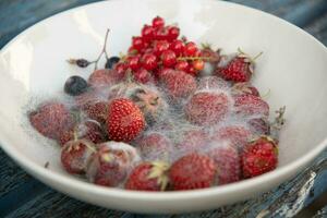 various threads of mold in a plate with berries, violation of food storage photo