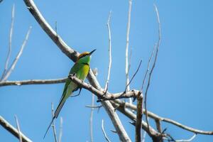 hermosa aves habitar seco sucursales, con un natural y Perfecto cielo antecedentes foto