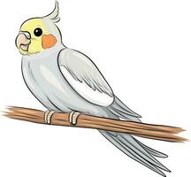 Illustration of a cockatiel vector