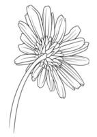 chamomile, chrysanthemum and daisy back view in monochrome vector style. black and white drawing