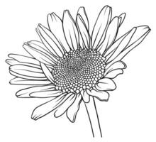 vector hand drawn image of a daisy. chamomile flower line drawing. chamomile sketch.