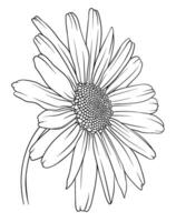 Hand drawn chamomile flower. chamomile petals on a stem, monochrome outline, wildflowers engraving vector