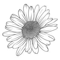 Highly detailed vector image of a chamomile. Black and white clipart on a white background. drawing for tattoo, logo or icon.