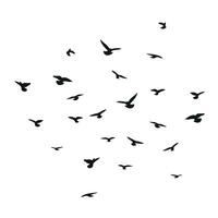 Silhouette sketch of a flock of flying birds, flight in different positions. Takeoff, flying, flight, flutter, hover, soaring, landing vector