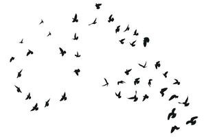 Silhouette sketch of a flock of flying forward birds. Takeoff, flying, flight, flutter, hover, soaring, landing vector