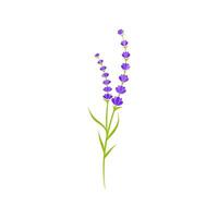 Lavender flower Vector icon illustration