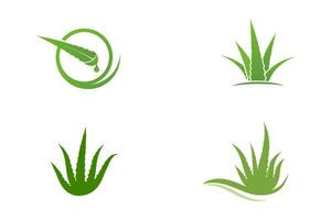 diseño de ilustración de vector de aloe vera