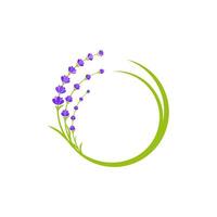 Lavender flower Vector icon illustration