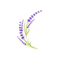 ilustración de icono de vector de flor de lavanda