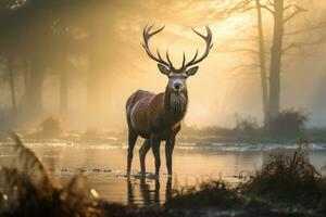 ai generado rojo ciervo ciervo durante en celo temporada en otoño caer, Reino Unido, un majestuoso rojo ciervo cervus elaphus ciervo es visto en el Mañana niebla en el Reino Unido, ai generado foto