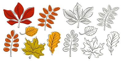 Autumn leaves set in line art style. Design for stickers, logo, web and mobile app. Vector collection of leaves in the contour with color. Vector illustration isolated on a white background.