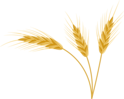 Whole stalks, wheat ears spikelets with seeds. png