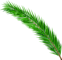 Green lush spruce branch png