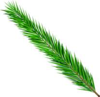 Green lush spruce branch png