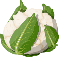 White cauliflower vegetable. png