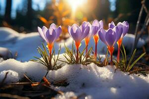 AI generated Spring awakening Crocuses bloom in a snowy forest, text copy space photo