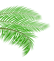 Tropical green leaves, coconut palm or banana tree png