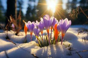 AI generated Spring awakening Crocuses bloom in a snowy forest, text copy space photo