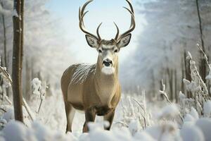 ai generado invierno serenidad ciervo soportes en frente de nieve cubierto campo foto