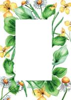 Frame of plantago broadleaf, celandine plants watercolor illustration isolated on white background. Plantain, chamomile, herb, psyllium hand drawn. Design for label, package, postcard, template vector
