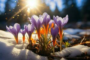 AI generated Natures revival First spring crocuses bloom in snowy forest, copy space photo