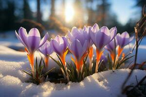 AI generated Winters end Crocuses bloom in a snowy forest with text space photo