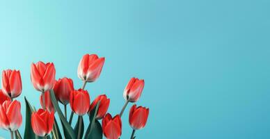 AI generated red tulips on a blue background with copy space photo