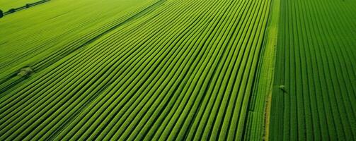AI generated high resolution aerial footage green field photo