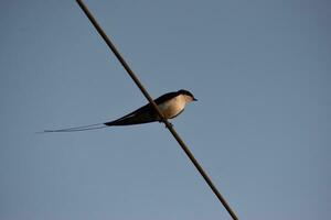 A bird is seeing sitting on a wire and looking around photo